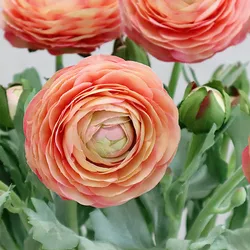 2-Head Ranunculus Branch Wedding Table Decoration Room Decor Fake Plants Flower Arrangement Supplies Marriage Flores