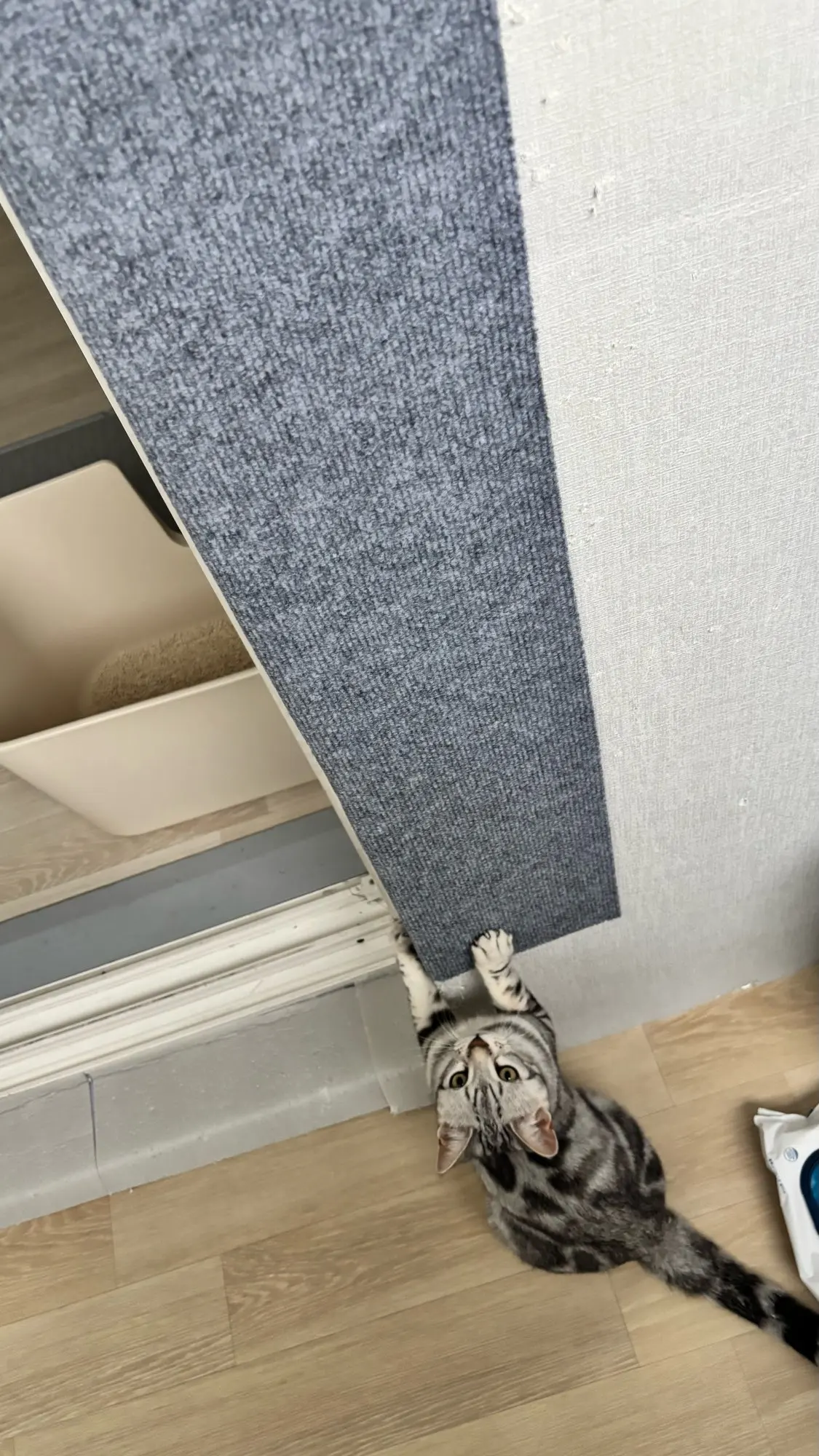 Customer review photo for Self-Adhesive Cat Scratch Furniture Protector