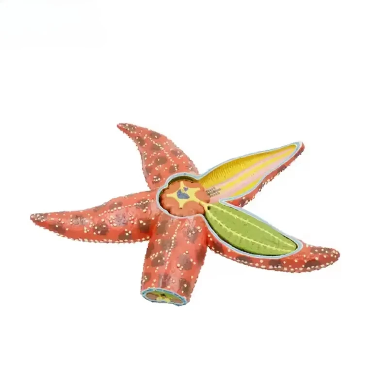 

Teaching Equipment Marine Biological Model Teaching Aids Education Model Starfish Echinoderm Anatomy Model Education