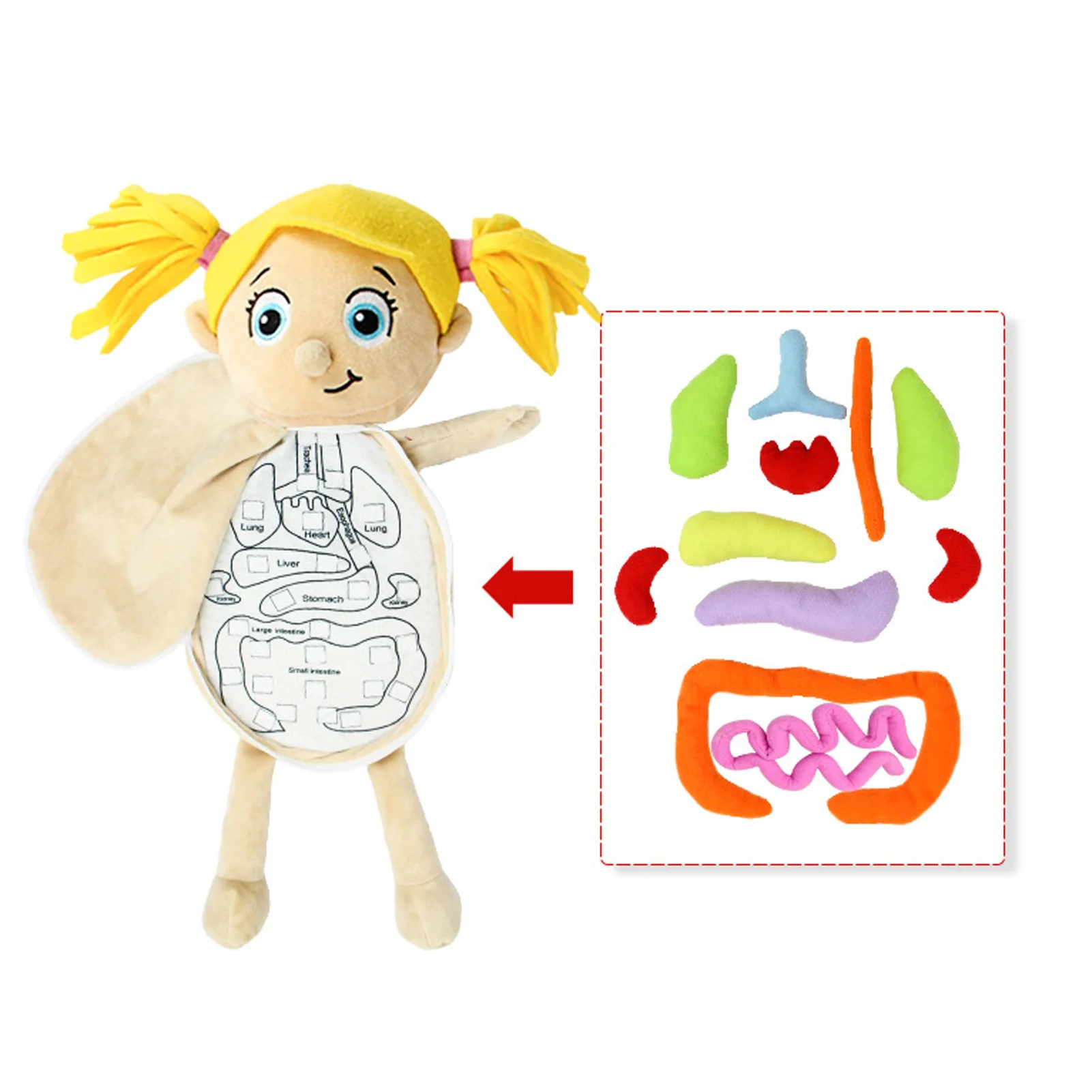 3D Órgãos Anatomia Modelo Brinquedo para Crianças, Estrutura Corporal, Puzzle Doll, Consciência Anatomia do Corpo Humano, Ferramentas de Ensino, Kit