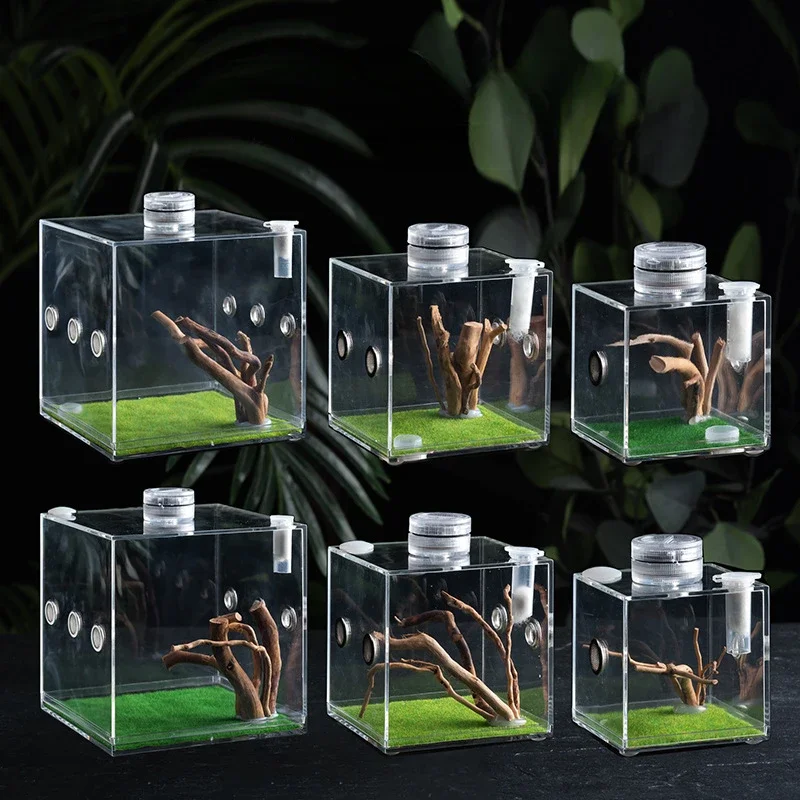 Mini Reptile Breeding Box Insect Acrylic Ecological Box Spider Cicada Mantis Insect Feeding with LED Lights and Landscapin