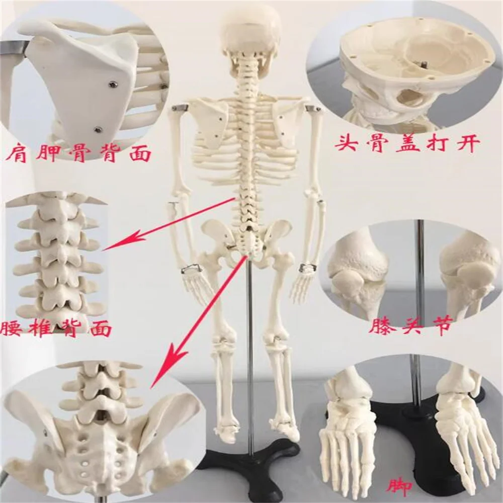 Colorful Human Full Body Mannequin, Muscle Starting Ending Point, Neurology Model, Bone Medicine Halloween Doll, 1Pc, C005, 85cm