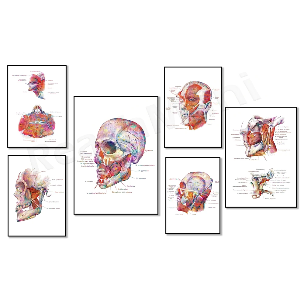 Músculos faciales, póster de anatomía de los músculos faciales y del cuello, arte de botóx, regalo para esteticista, masajista, regalo para cirujano, arte médico