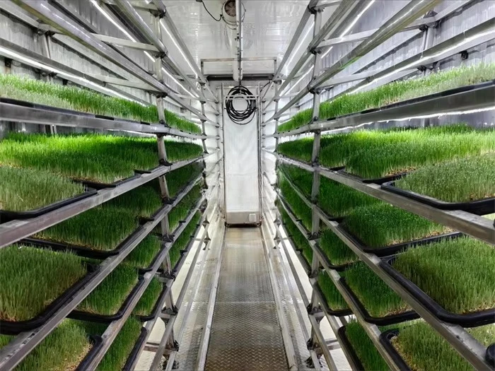 Good Quality Hydroponic Container Cabinet Wheat Grass Sprout Growing Machine Sprout Germination Machine