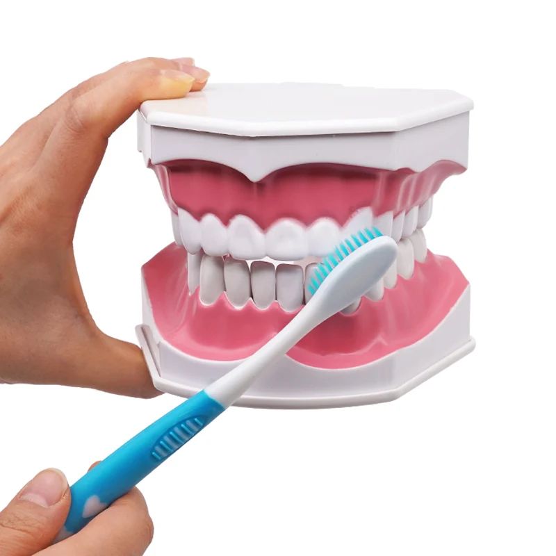 Dental Teaching Model Removable Teeth Model Dentist Researching Medical Education Display Children Early Learning Simulated Tool