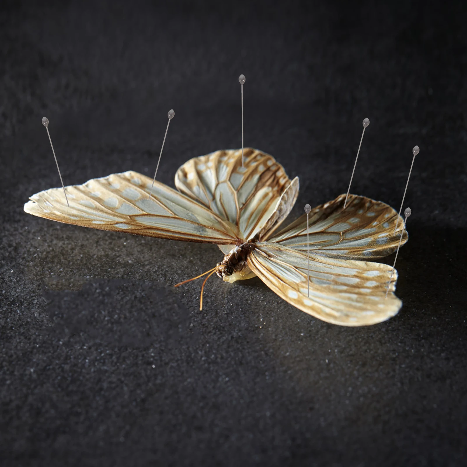 

100pcs Specimen Fixation Pin Stainless Steel Insect Mounting Supplies Set Preservation Tool Display Wing Butterfly Entomology