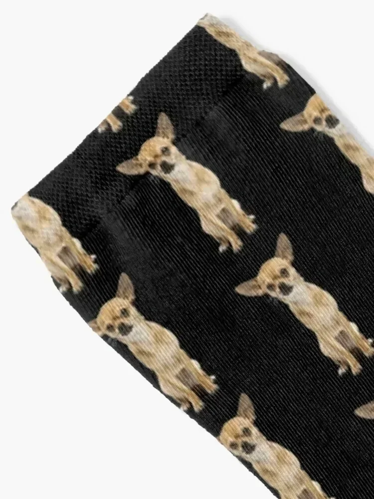 Chihuahua Socks Novelties luxury Men Socks Women's