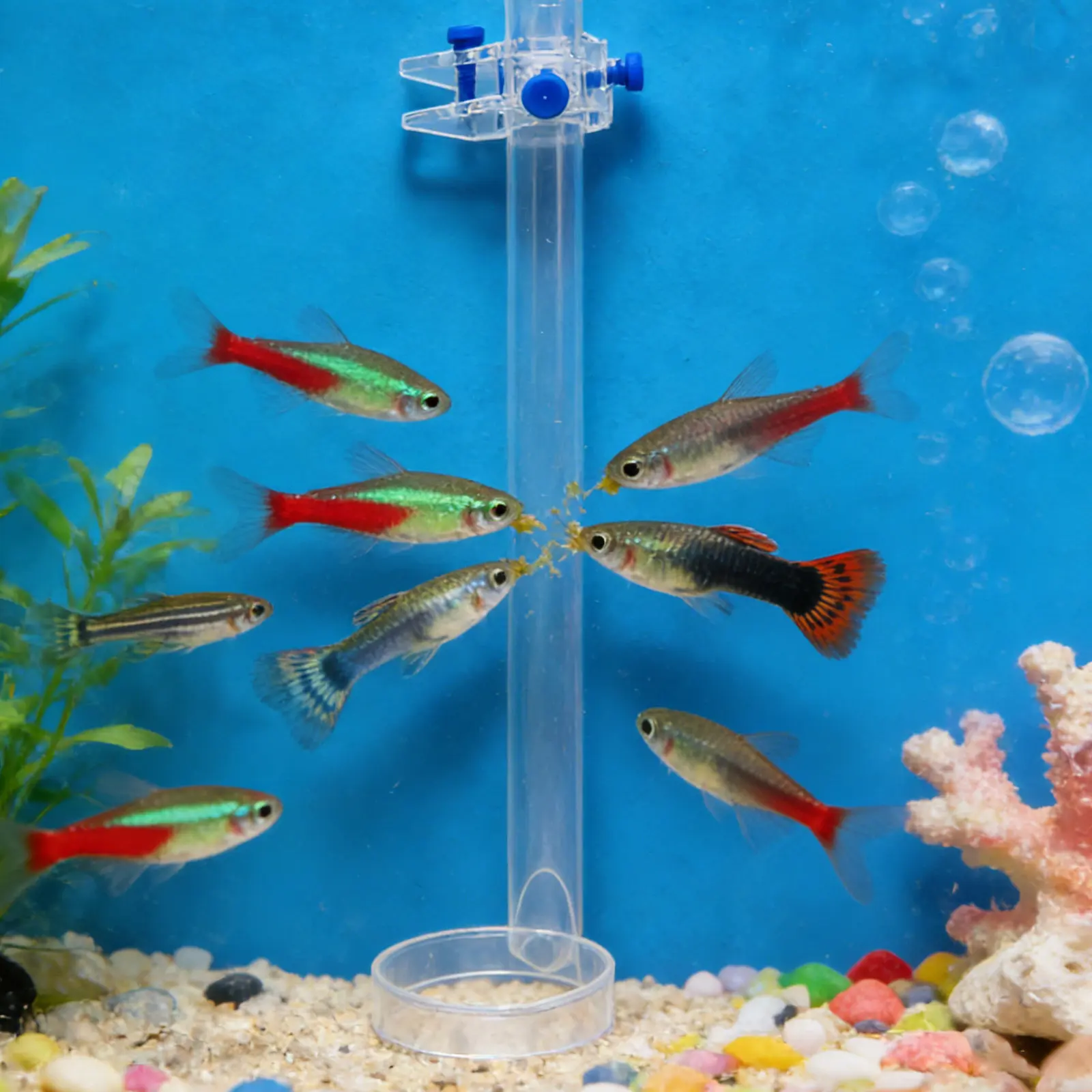 

Aquarium Fish Shrimp Feeding Tube Clear Acrylic Fish Tank Feeder Bottom Tube Betta Feeding Fish Shrimp Plate Food Holder Tray
