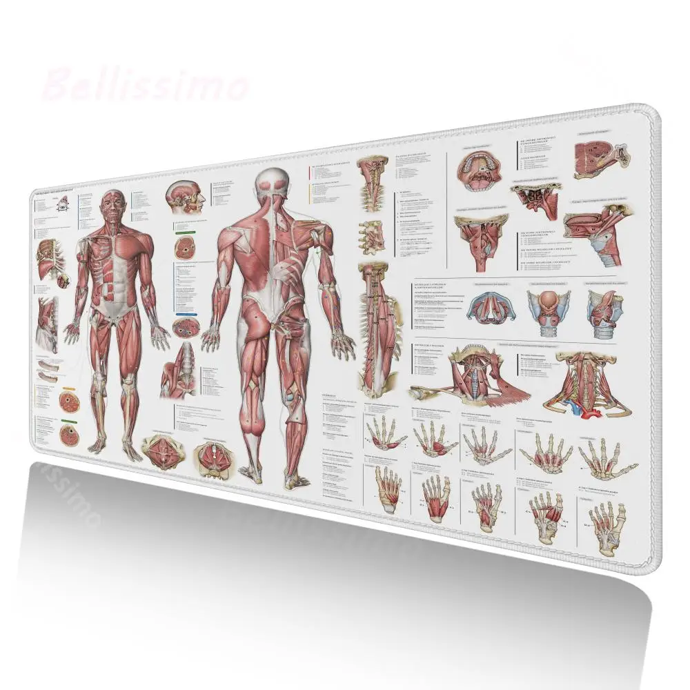 

Maiya Medical Anatomy DIY Design Pattern Pictures of Human Body Meridians Gaming Speed/Control Edition Large Gaming Mouse Pad