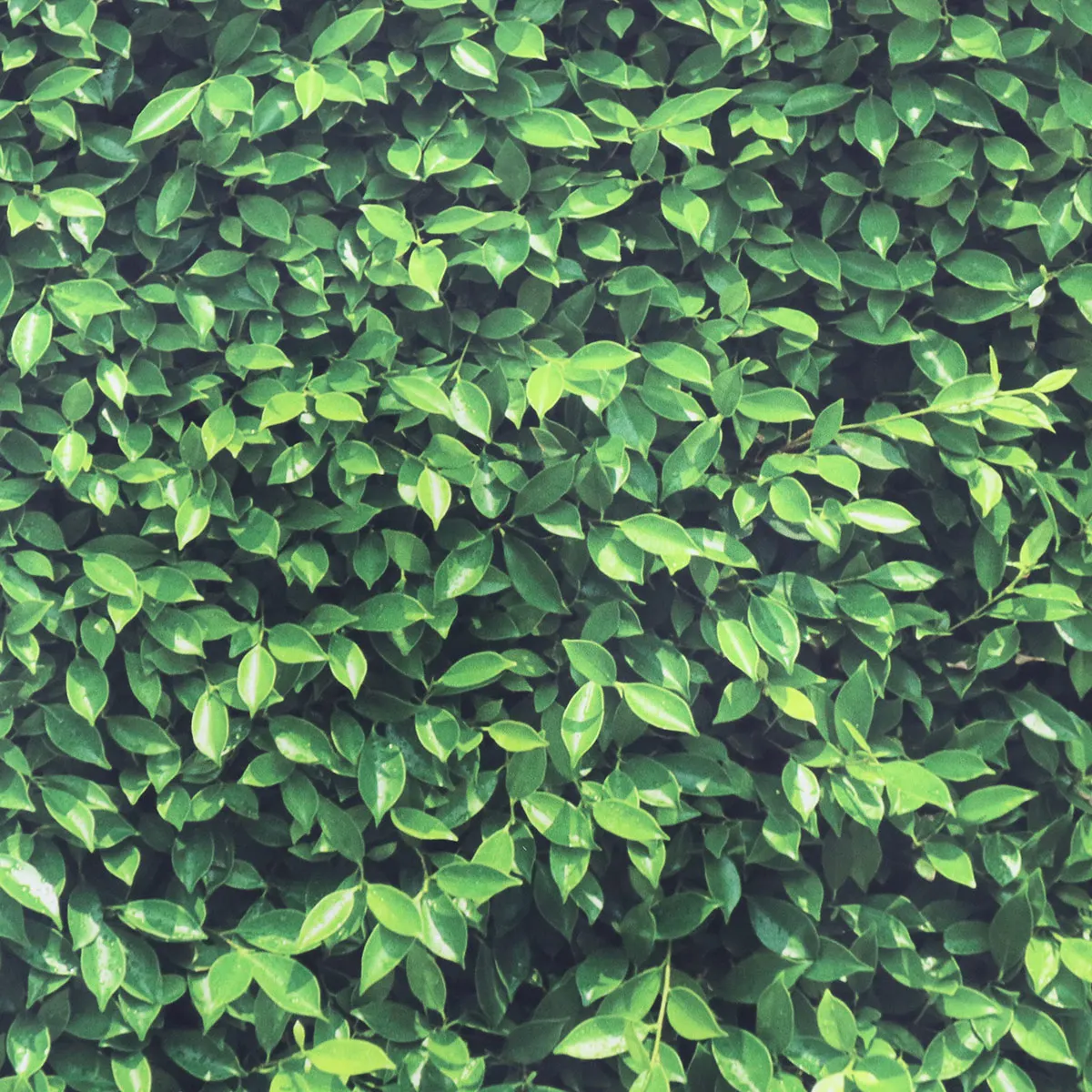 

Green Grass Background Cloth Screen Photo Backdrop Studio Photography Props Leaves