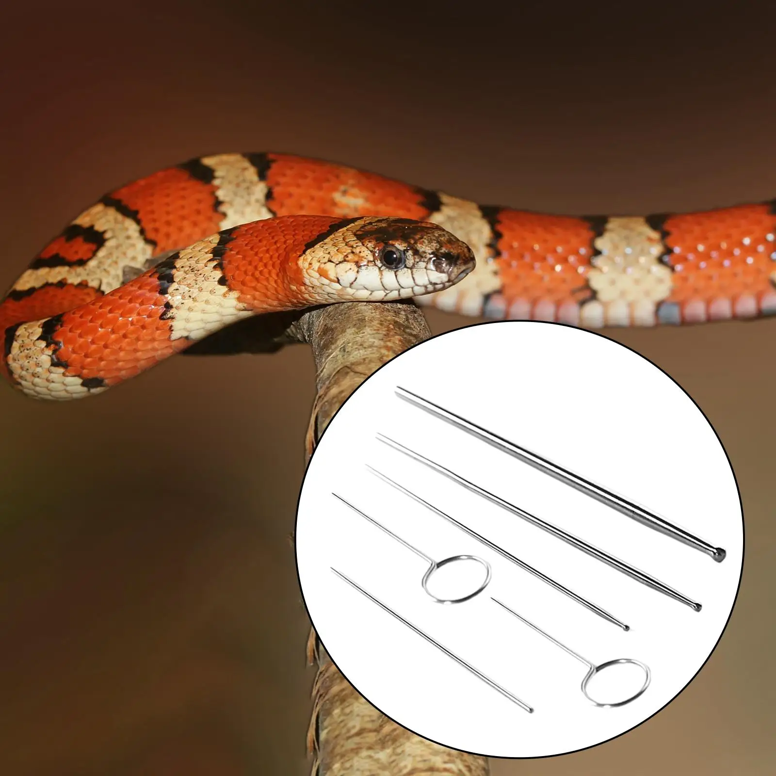 Reptiles Snake Gender Probes Set 6Pcs Reusable Different Size with Case Round Reptiles Snake Gender Probes Set 6Pcs Reusable Different Size with Case Round