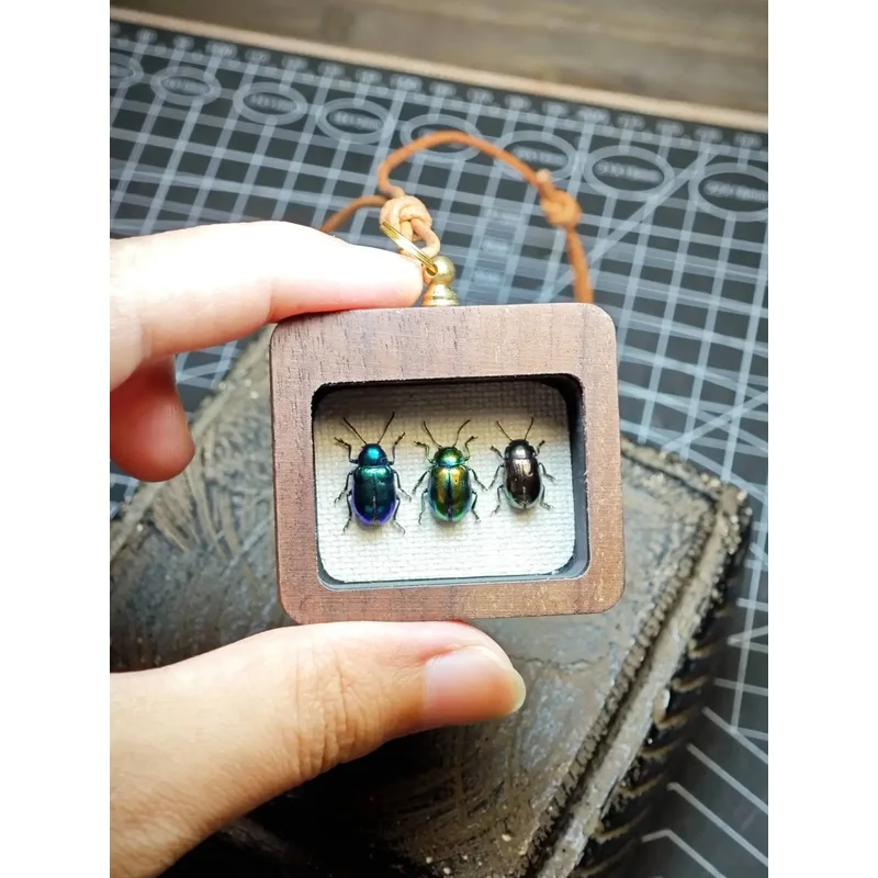 Mini Colorful Leaf Beetle Framed Pendant Natural Bug Art Decor Pocket Size Insect Display Ornament Gift