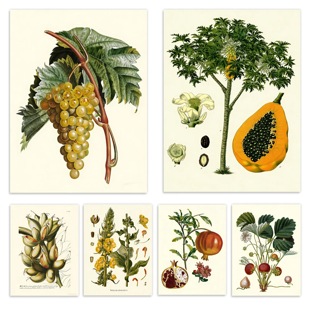 Fruits: grapes, pomegranates, pears, oranges, tangerines, limes, papayas, bananas, palm trees, plant charts/kitchen posters