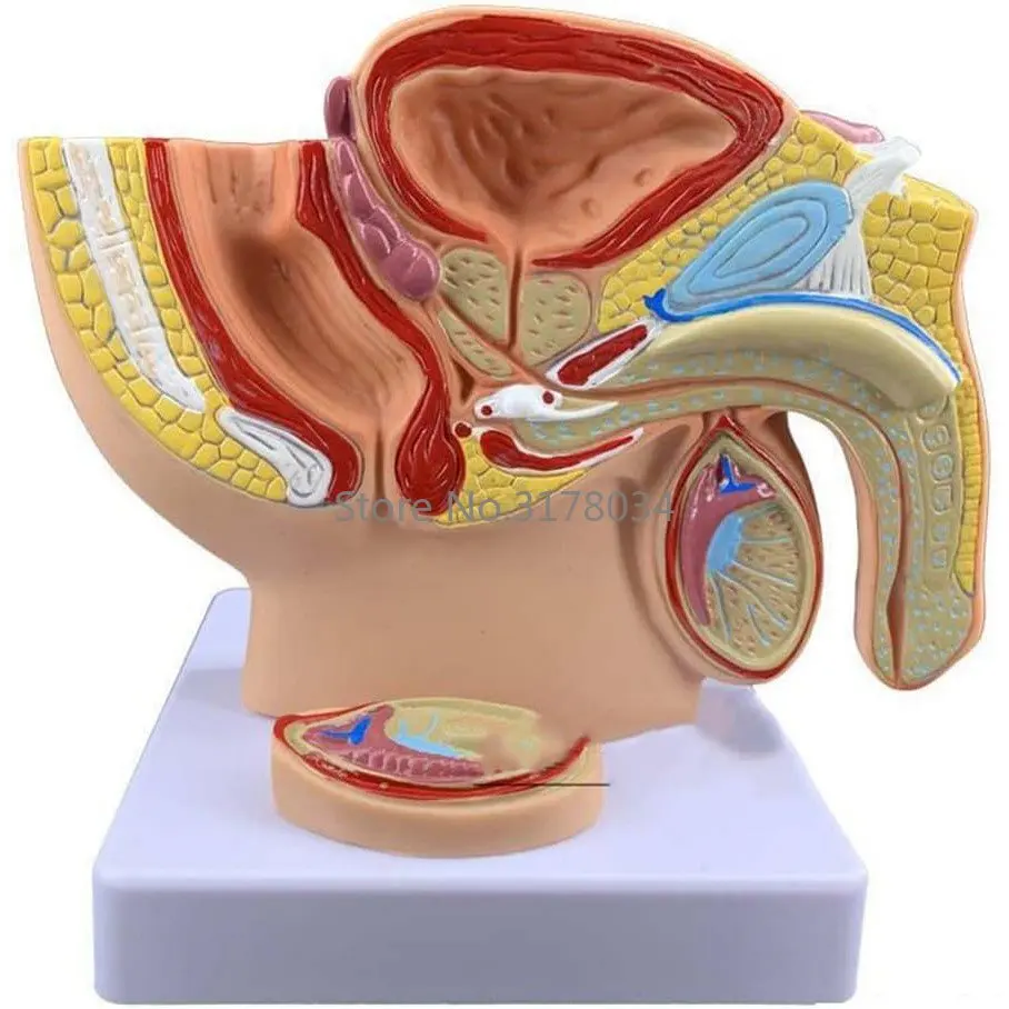 Male Pelvic Cavity Sagittal Section Model Human Reproductive System Genital Organ Demonstration Teaching Anatomical Model