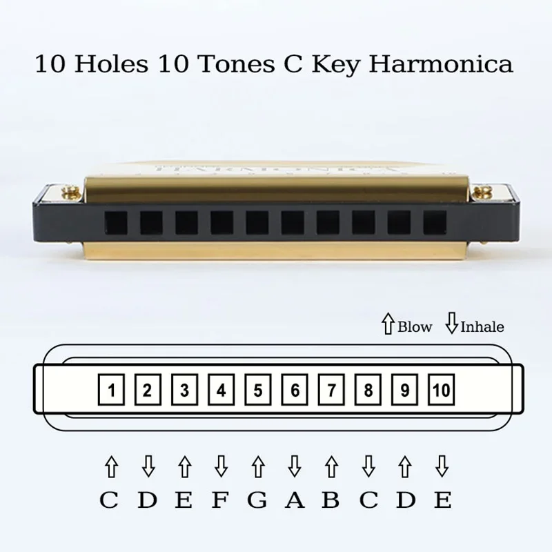 

10 Holes Key of C Diatonic Blues Harmonica – Beginner Friendly Mouth Organ Musical Instrument with Protective Storage Case