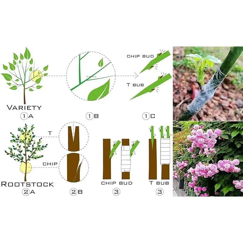 Eco-Friendly Biodegradable Grafting Tape Graft Membrane Gardening Bind Belt Plant Grafting Specific Film Self Mucosa