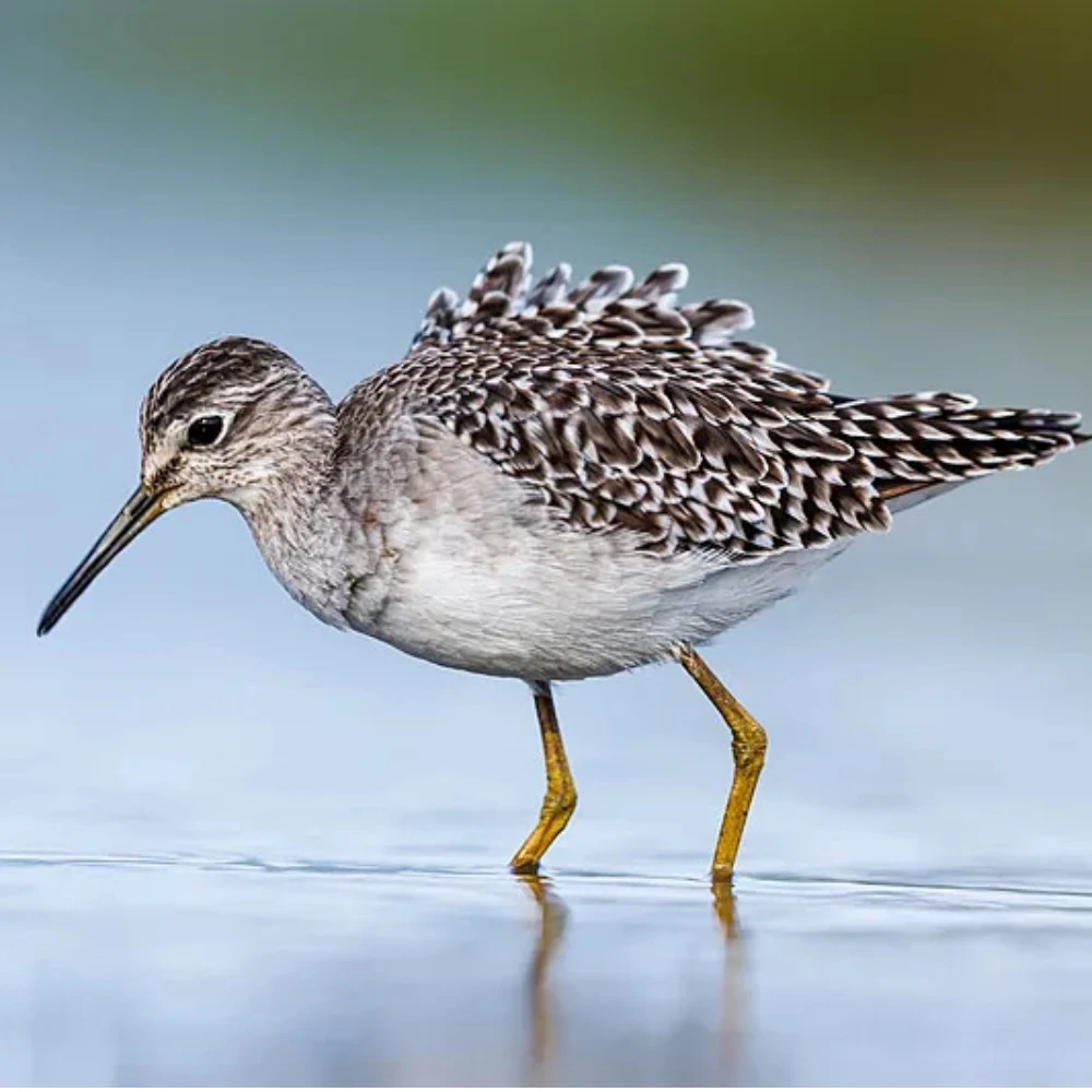 

Модуль FLYWOO GOKU GM10 Pro V3 GNSS (GPS+Compass) — высокоточный для гонок FPV/дронов FreeStyle (возвращение в дом)