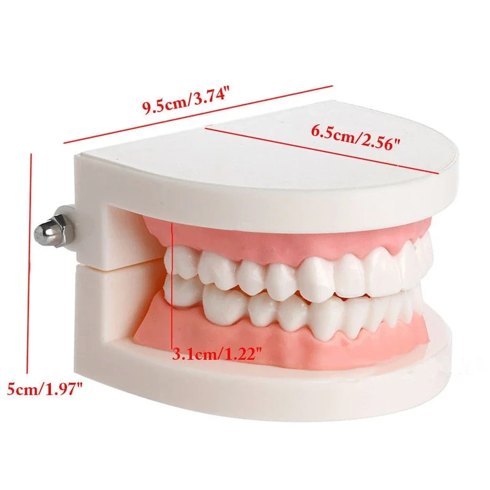 Standard Tooth Teaching Giant Dental Dentist Teeth Child Kidtraining model Extractions of Medical Education Educational Model