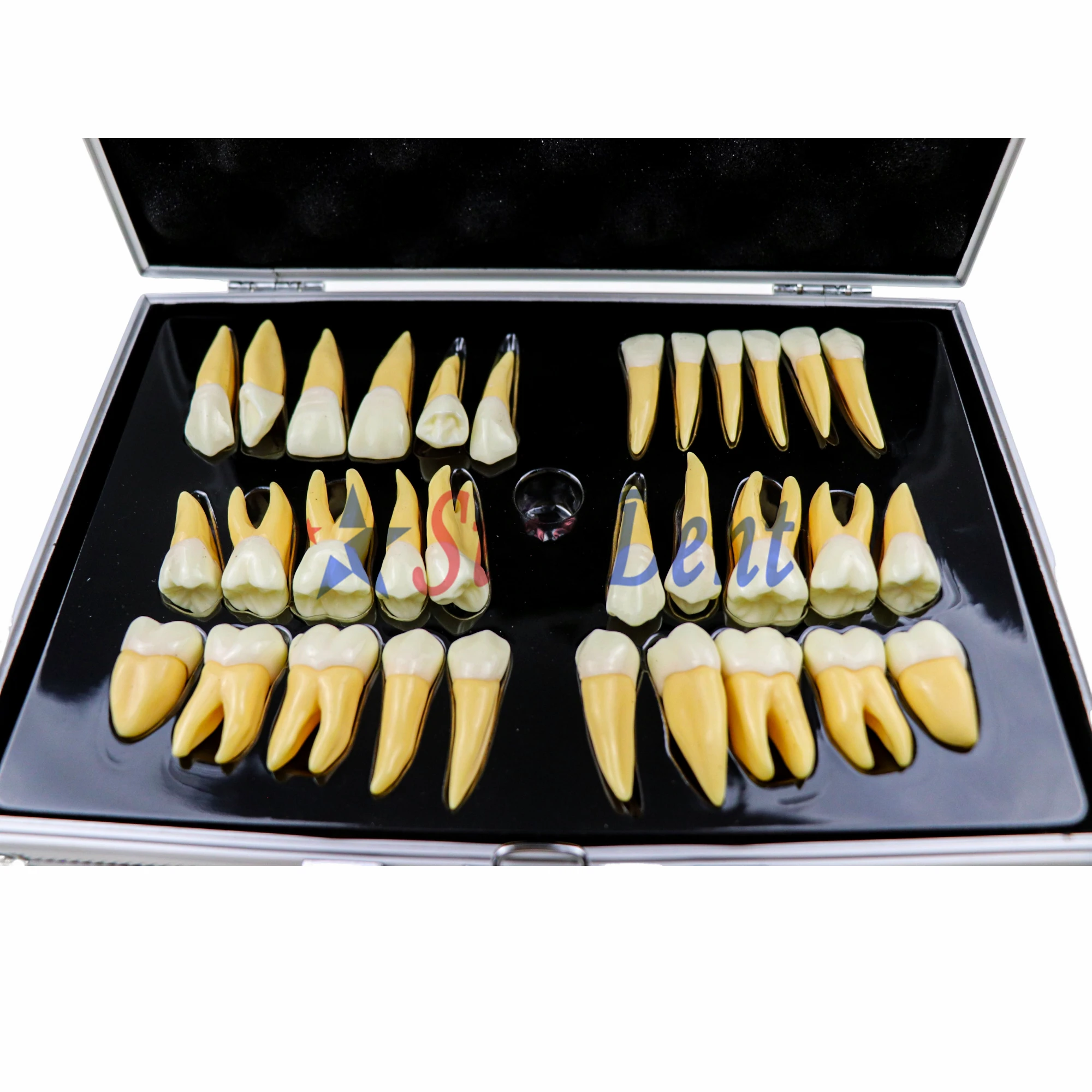 2.5X Magnification Dental Teeth Model Adult Tooth Structure Carving Guide Dual Color