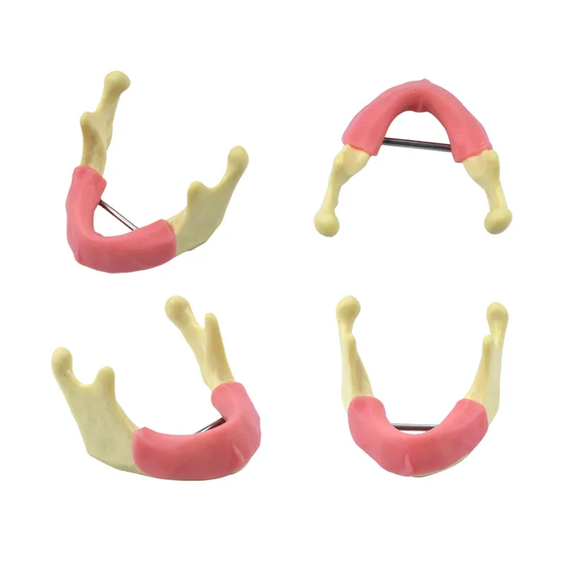 

Dental Mandibular Jaw Model with Gum Resin and Cancellous Bone Dentist Tool Dental Teeth Practice Model