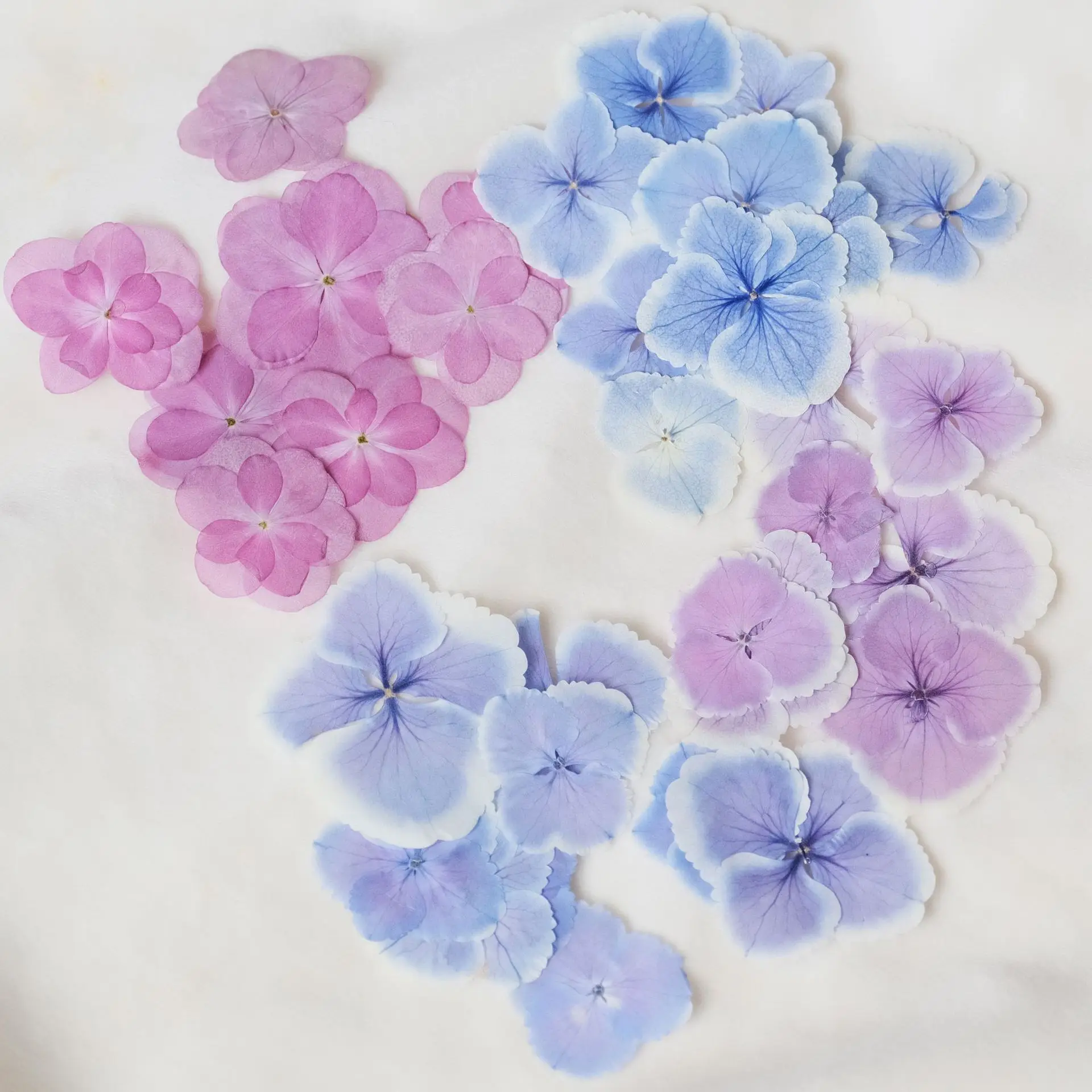 Natural Primary Color Hydrangea Pressed Flower Plant Dried Flower Photo Frame Pressed Flower Painting Resin Jewelry DIY Phone Case Material Pressed Flower Photo Frame