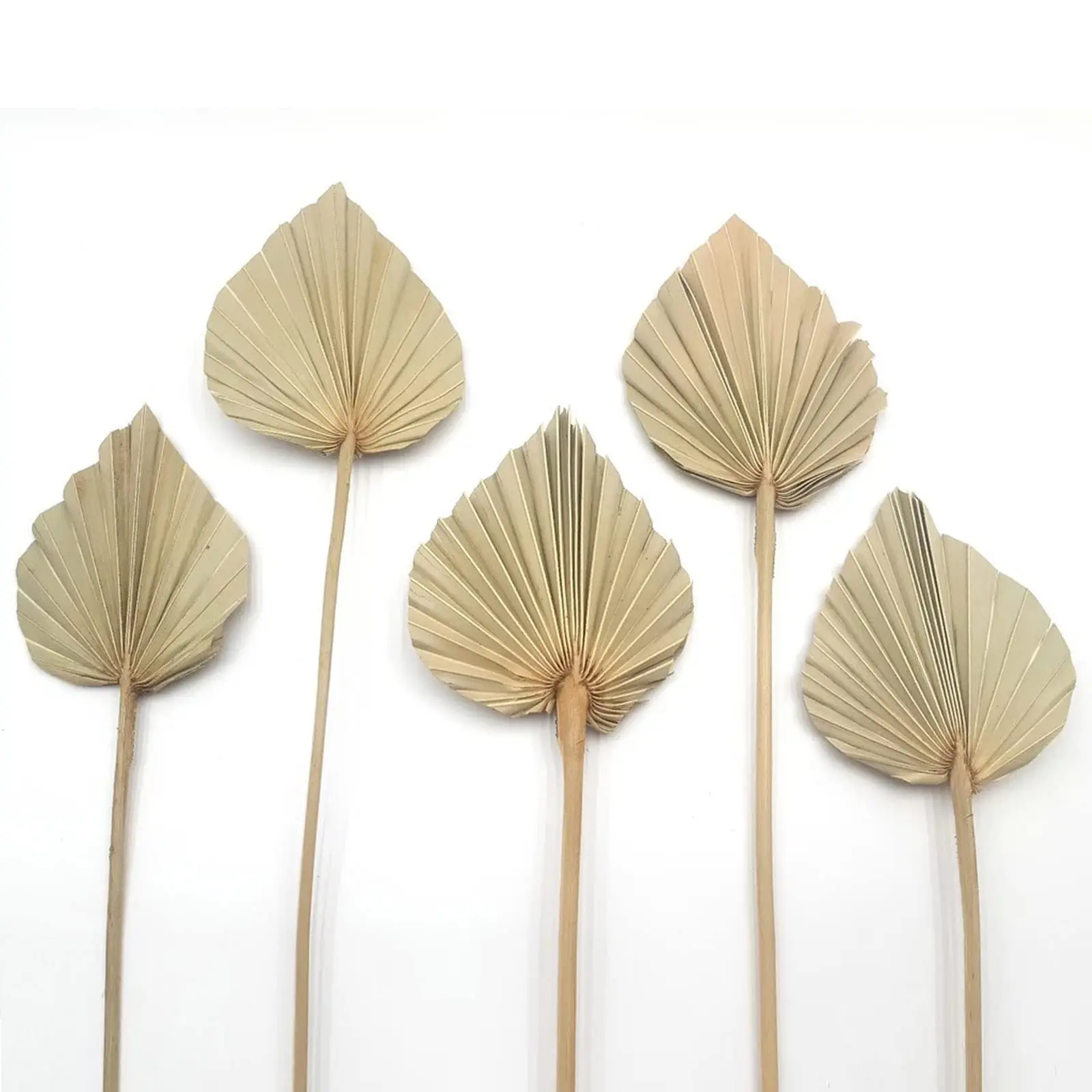 6pcs Boho Dried Palm Leaves, Small Dried Palms Plant Spears Fans for Home Office Wall Decor Tropical Wedding Party Table Decorat