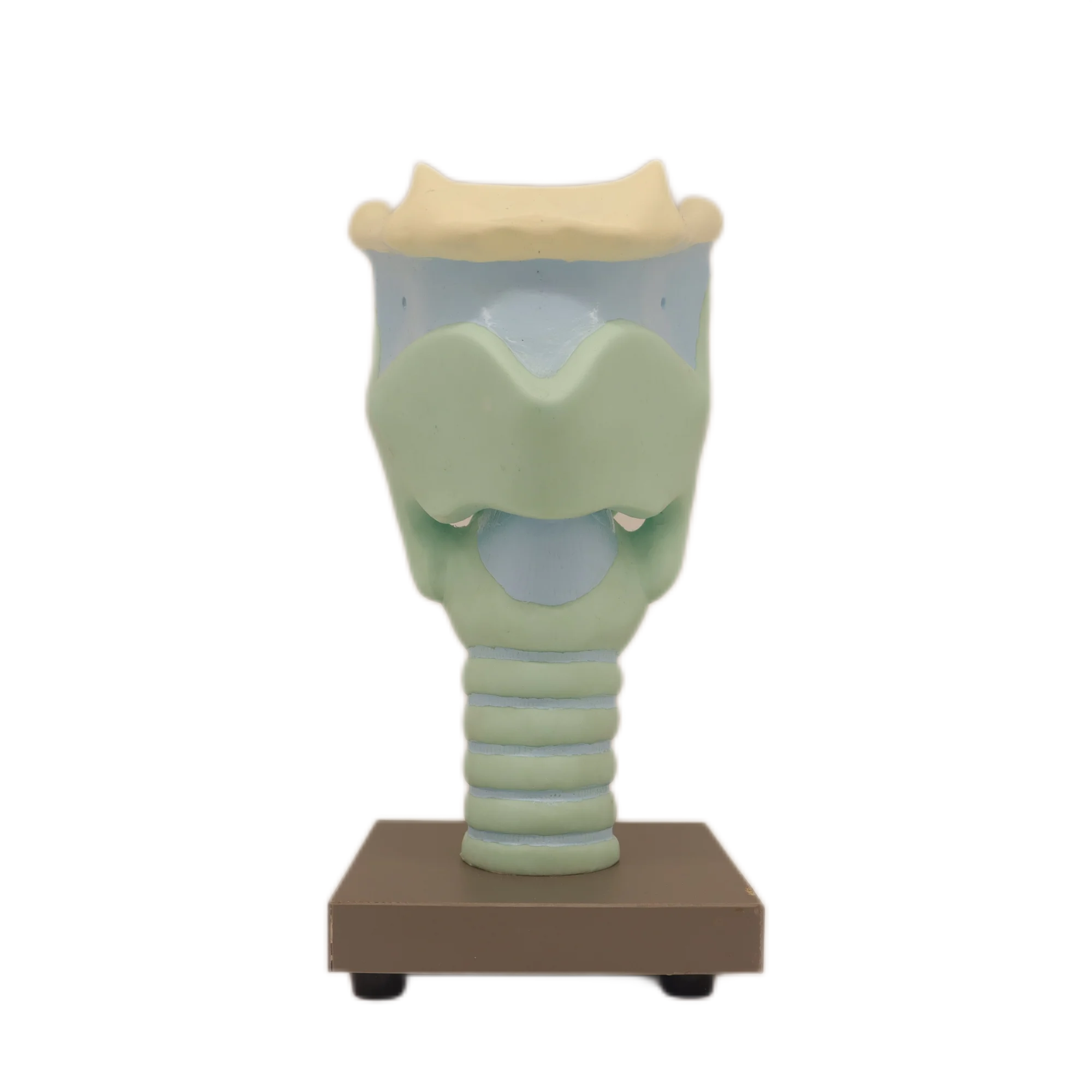 Medical Educational Equipment PVC Expansion Model Of The Cartilages Of Larynx