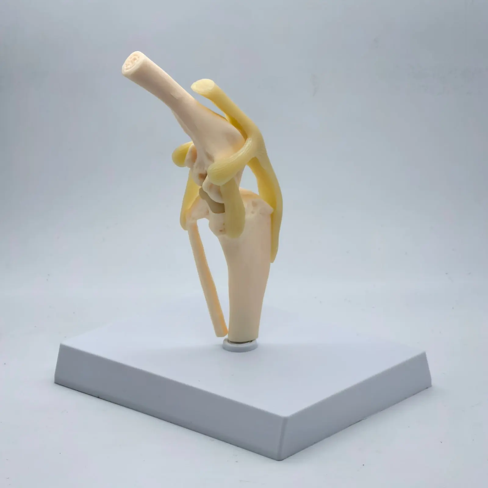 Dog knee Canine Joint model Medical Veterinary Teaching Research Skeleton Animal Teaching Training Aid Education