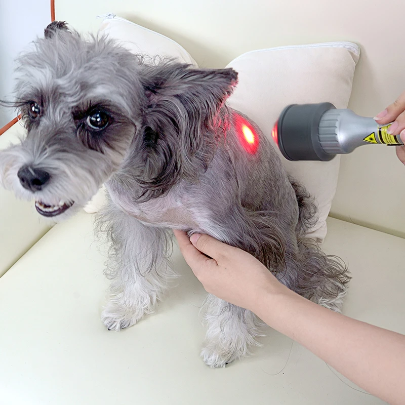 Veterinary Physiotherapy Machine 810nm 980nm Wavelength for Pets Injury Healing