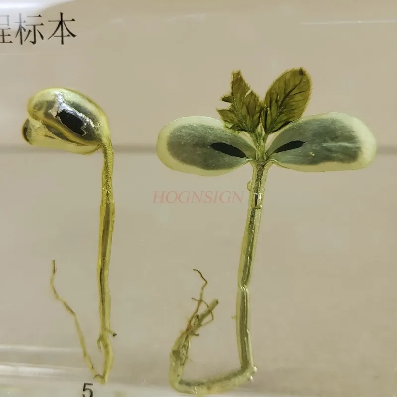 Kindergarten teaching cognitive plant seed specimen soybean germination growth resin real artificial amber