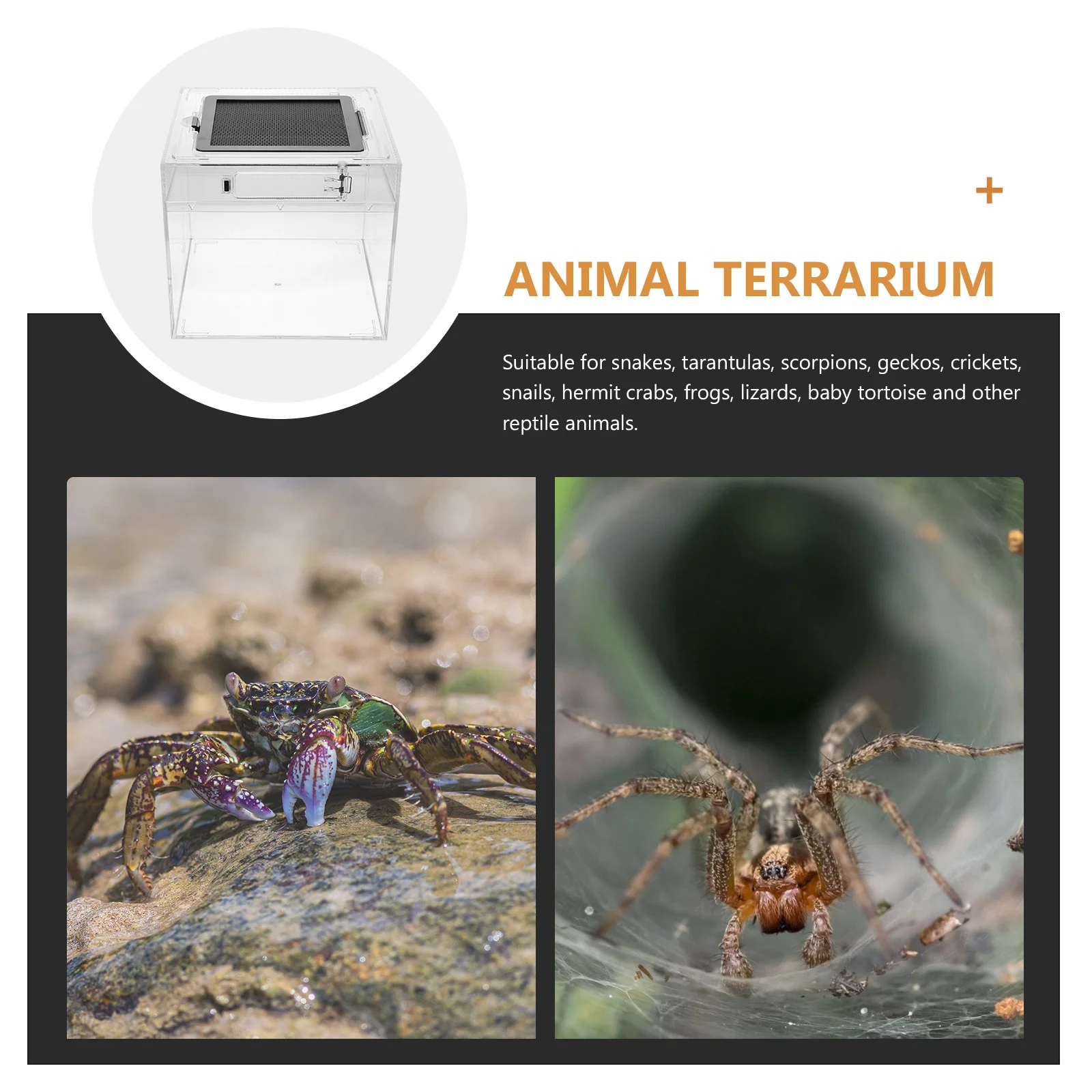 

1Pcs Plastic Reptile Breeding Container Medium Transparent Cage for Snakes Frogs Spiders Hermit Crabs Climbing Pet Habitat Box