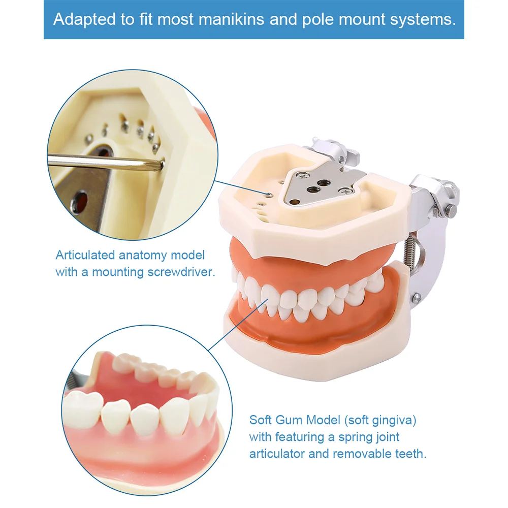 28/32 Model zębów dentystycznych dla dentysty studenta stomatologii studiującego edukację wyświetla modele typodontów z wyjmowanym zębem