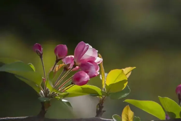 

Комплект из 4 металлических колесных дисков 1.9 дюйма BEADLOCK для радиоуправляемых краулеров 1/10 Axial SCX10 90046, TAMIYA CC01, D90, D110, TF2, Traxxas TRX-4, S119