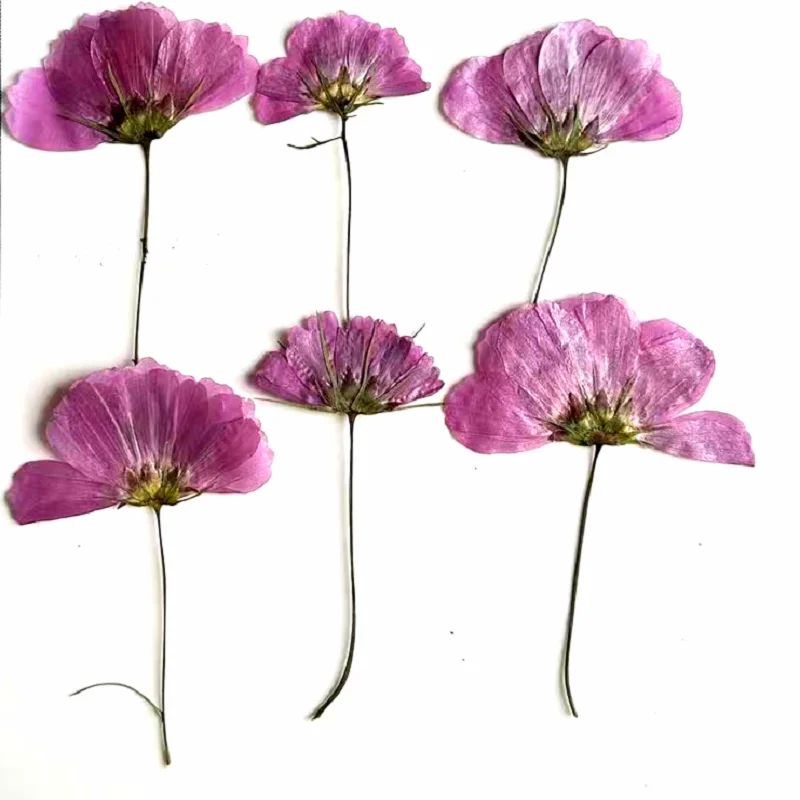 

60pcs Pressed Dried Side Cosmosbipinnatus Cav Stem Herbarium For Resin Epoxy Jewelry Card Bookmark Frame Phone Case Makeup Lamp