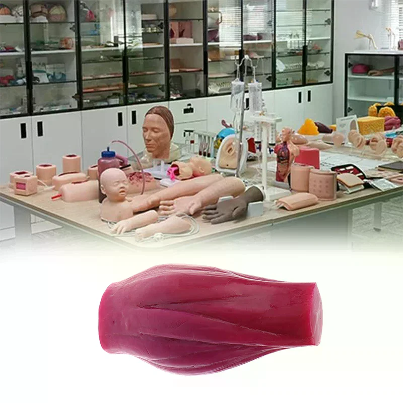 

1-фунтовая модель мышц-реалистичная реплика человеческого тела, образовательный медицинский обучающий демонстрационный инструмент, безопасная структура человеческих мышц