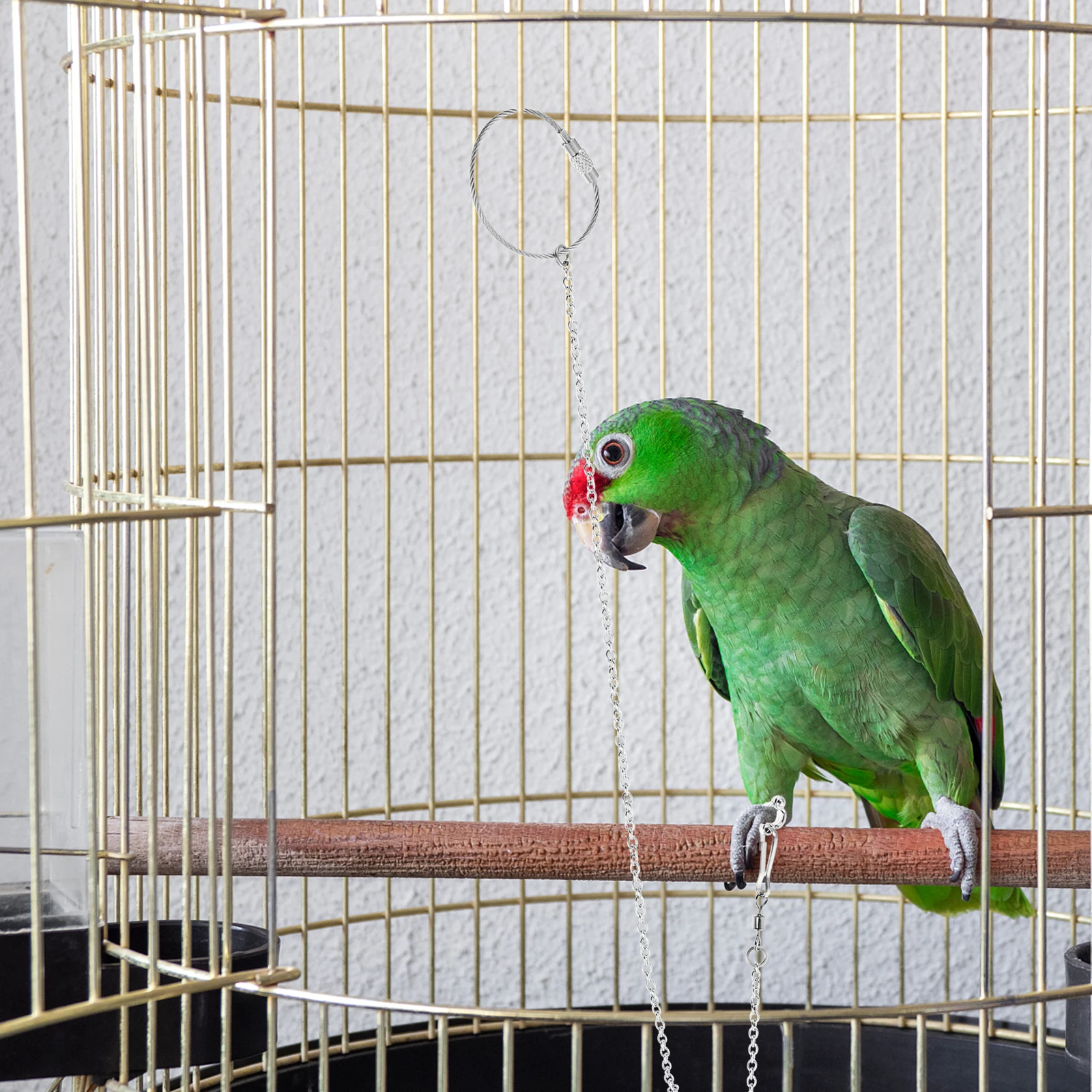 

Stainless Steel Bird Chain Pet Parrot Leash for Parrots Parakeet Foot The Cockatiel Accessory