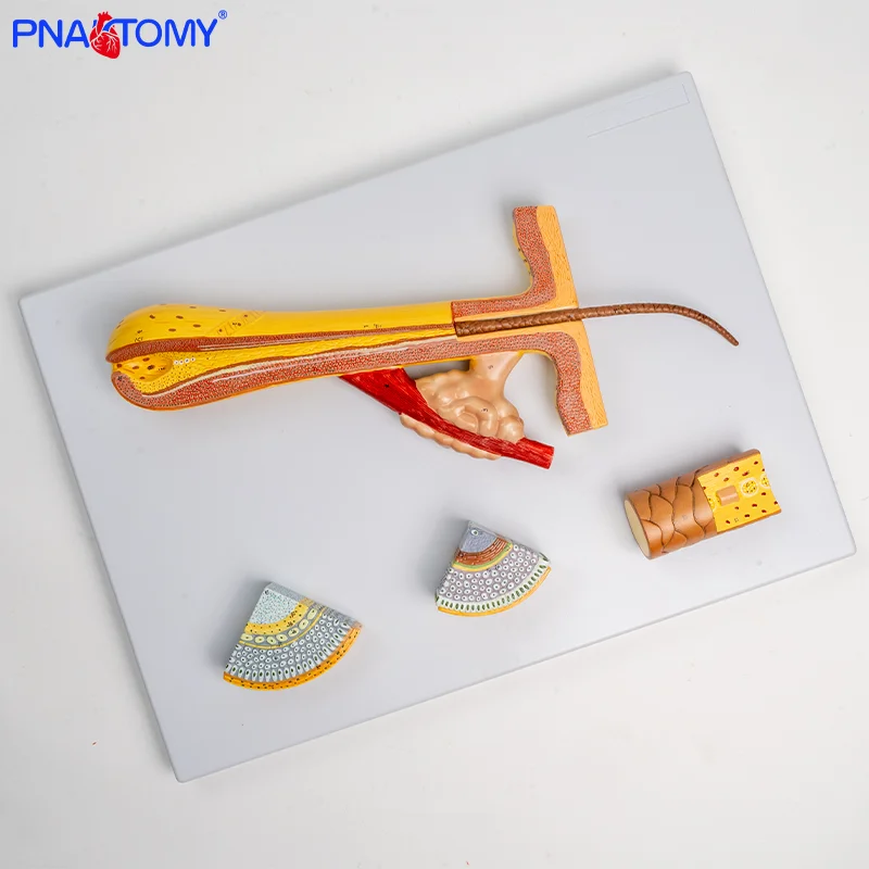 

Human Hair Follicle Hair Structure Anatomical Enlarged Model Skin Hair Transplant Beauty Teaching Aid