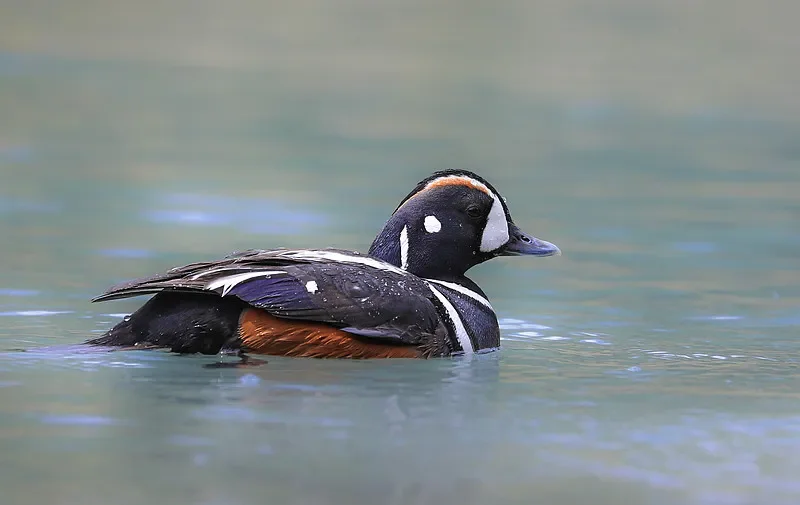 2 Pairs Gemfan Freestyle 6030 Propellers - 6Inch 3-Blade, for RC Multirotor X-Class FPV Long Range Cinelifter Drone DIY Parts