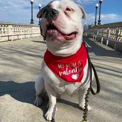 My Mom Dad Is My Valentine dog boy girl red heart Bandana Scarf Valentine's Day decoration Pet Accessory gift present Photo prop
