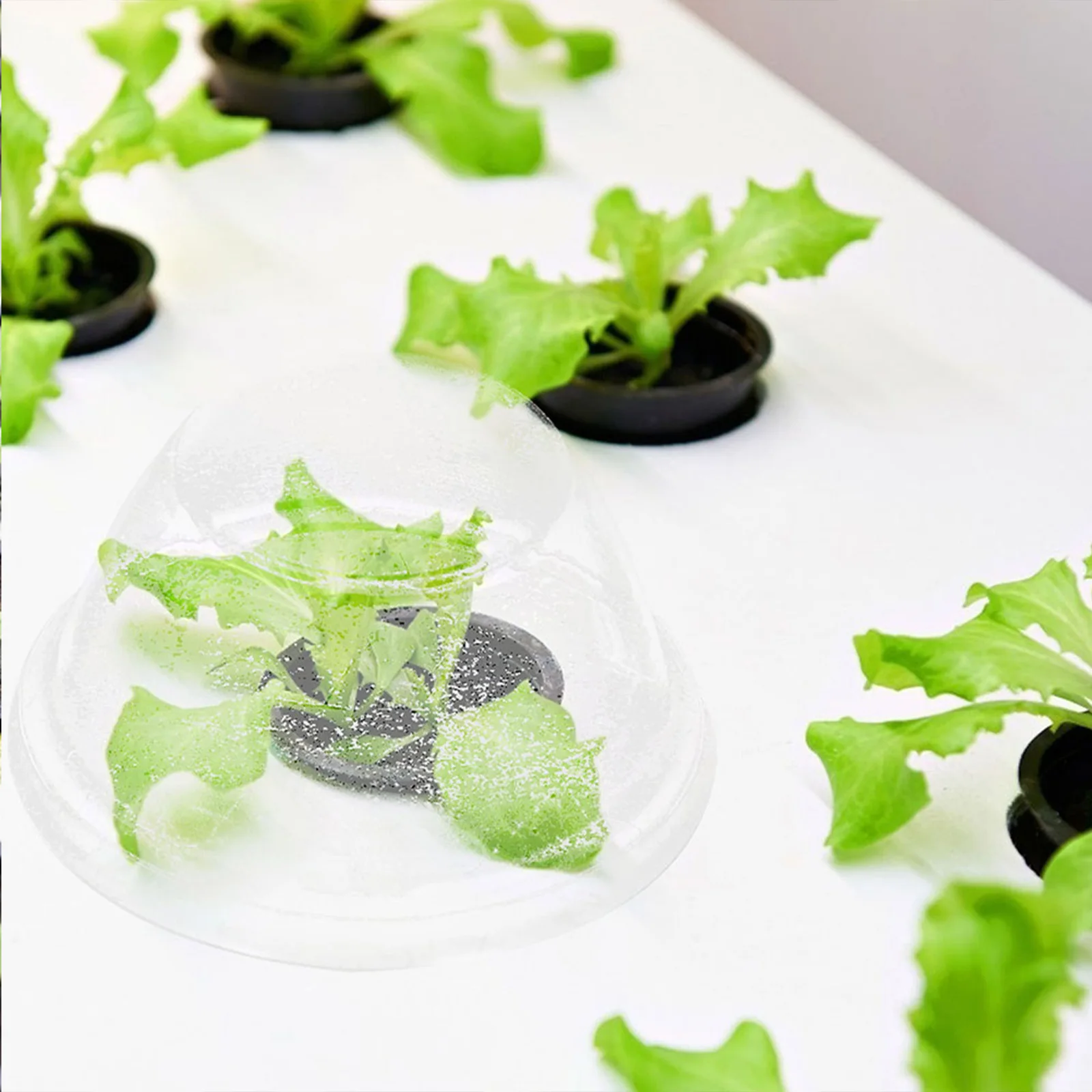 

100pcs Clear Humidity Dome Germination Cover for Plants Anti-Freeze Protector Seedling Greenhouse Durable Transparent Cover