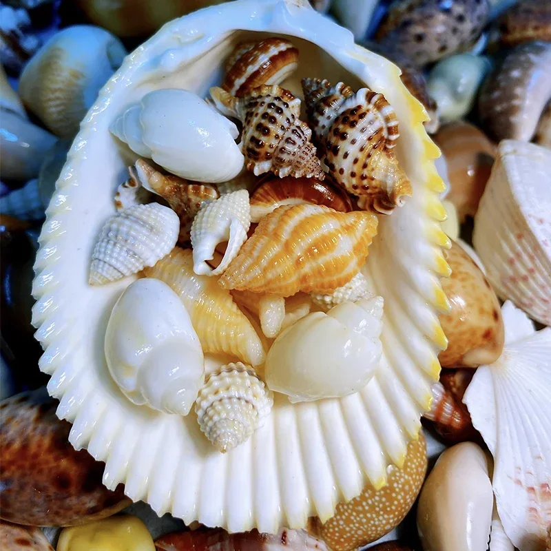 

5 Kinds of High-quality Small Conch Combinations, A Total of 18 Pieces of Shell and Conch Collection Specimens