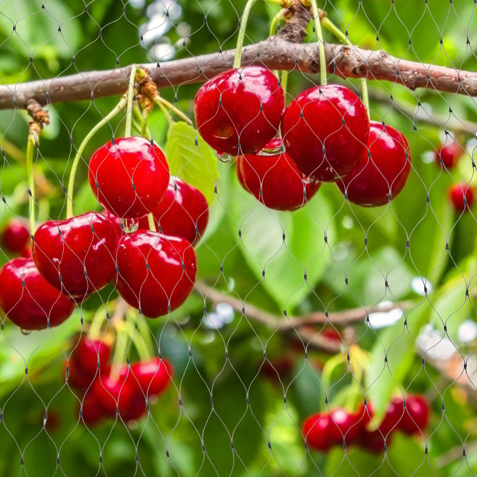 حديقة تعريشة المعاوضة مكافحة الطيور شبكة 1 قطعة ربطات كابلات براعة متفوقة دائم العملي غرامة الملمس استخدام فعال