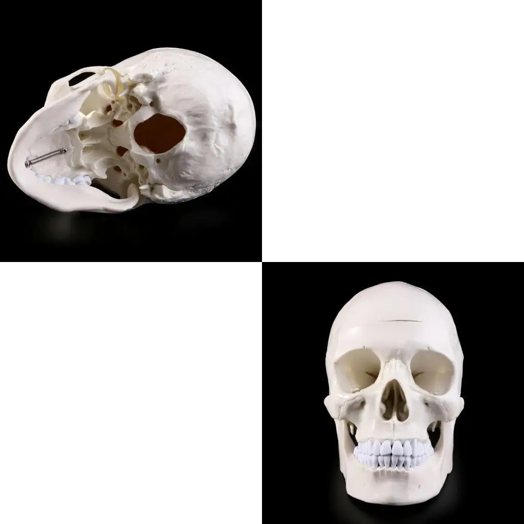 Human Anatomical Anatomy for Head Skeleton Skull Teaching Model School Supplies