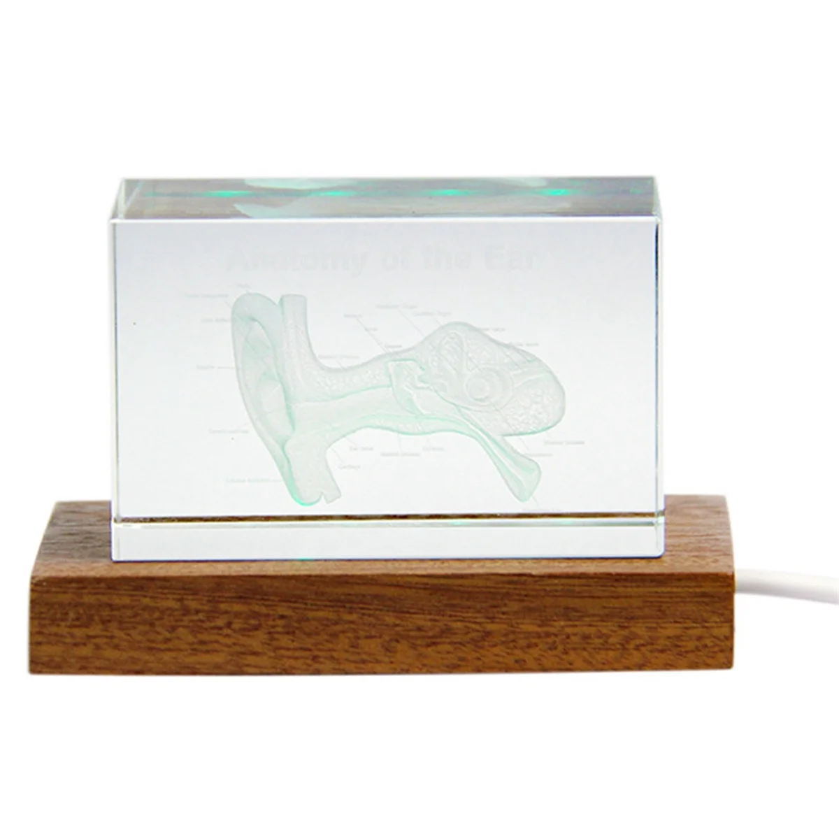 

NEW 3D Ear Organ Model Crystal Cube Otology Science Gifts Crystal Glass Figurine Paperweight Human Organ Statue B