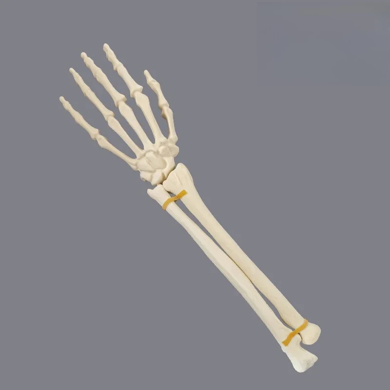 Life Size Hand Skeleton Model with Ligaments for Medical Anatomy Training