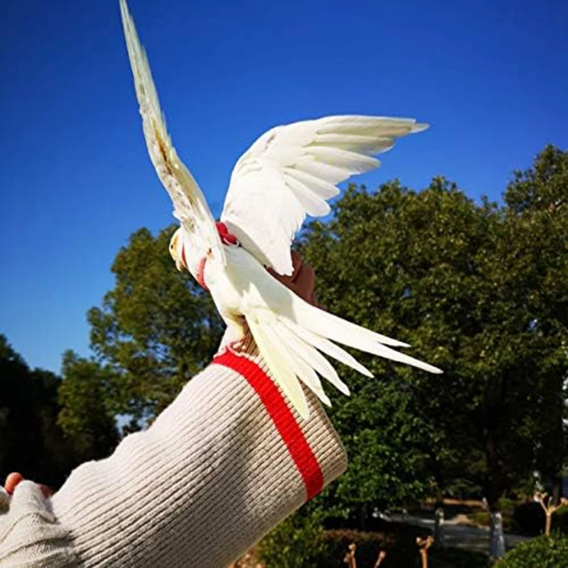 طقم حبل تدريب الطيران الخارجي للطيور والببغاء ، مقود تسخير ، حزام الجر ، الببغاء