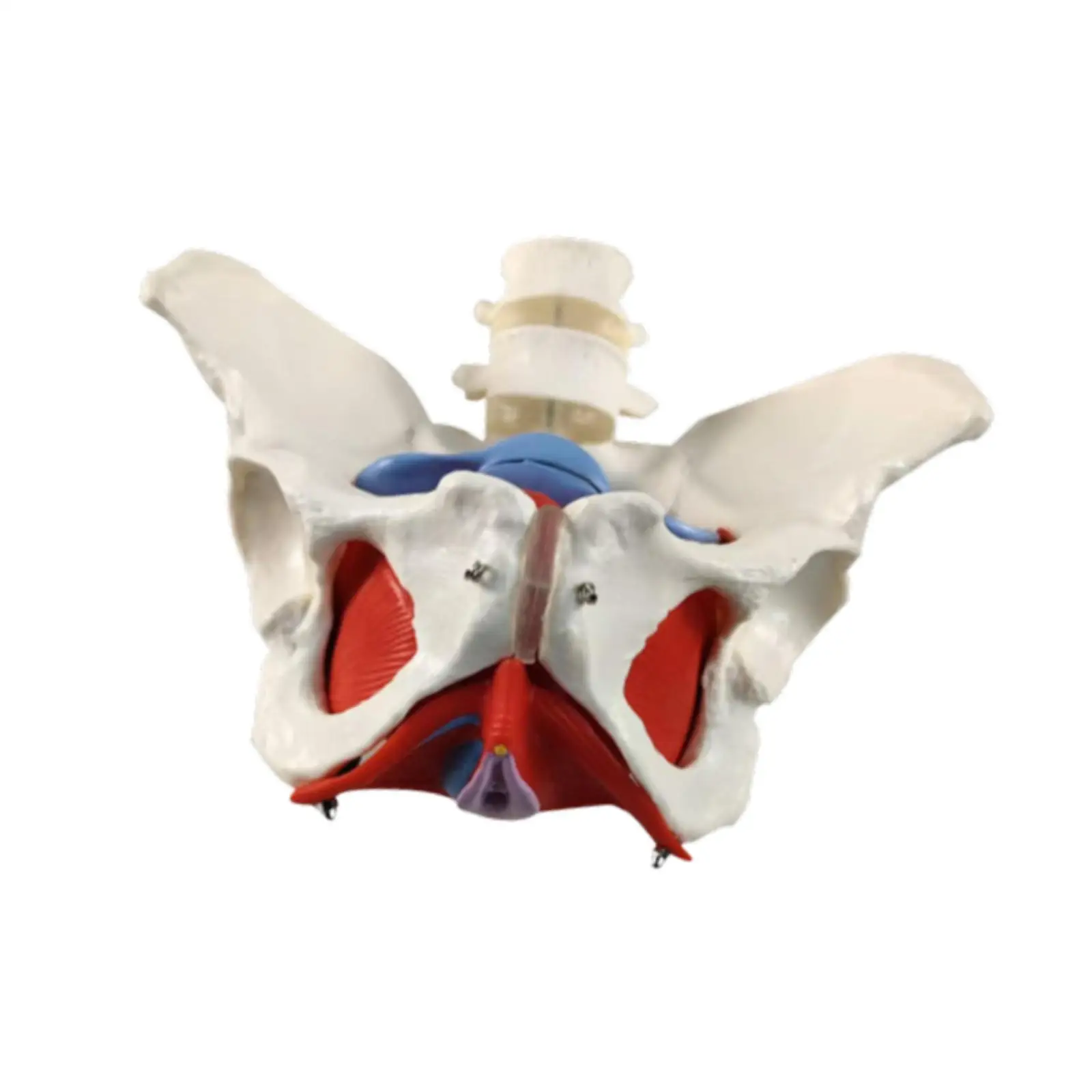 Female Pelvis Model Hip Model Women Health Model for Midwife in Obstetrics Gynecology Patent Communication Teaching Learning