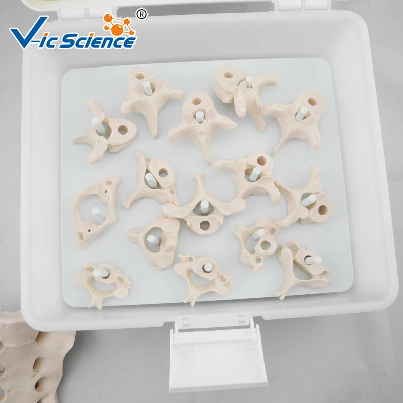 Spine Anatomical Model Life-Size Vertebral Column Disarticulate Model