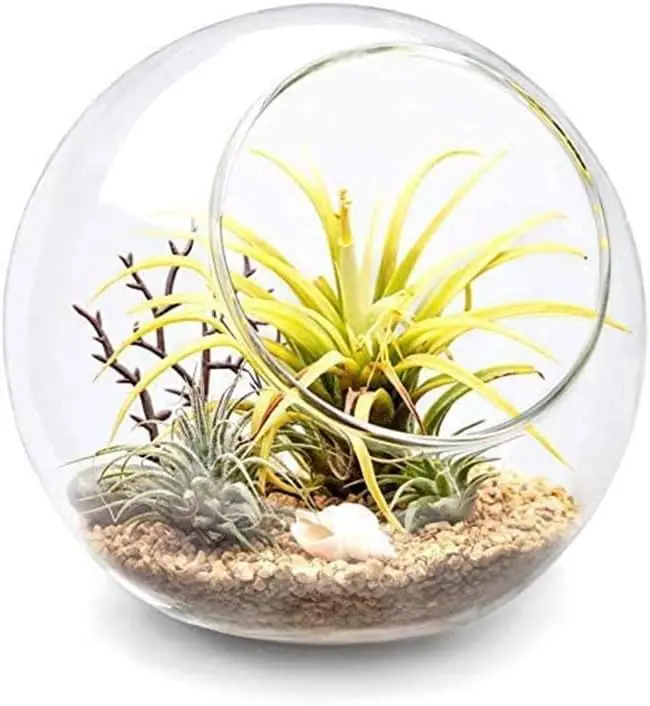 

Glass Plant Terrarium - Oblique Mouth Design, Hand-Blown Borosilicate, for Succulents & Air Plants