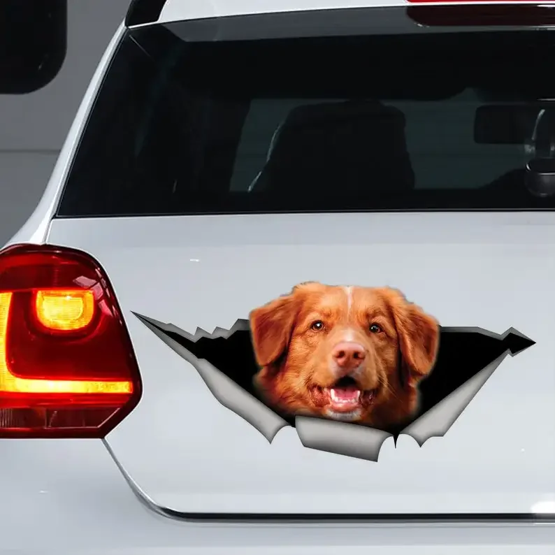 Nova Scotia Duck Tolling Retriever car decal, Nova Scotia Duck Tolling Retriever magnet